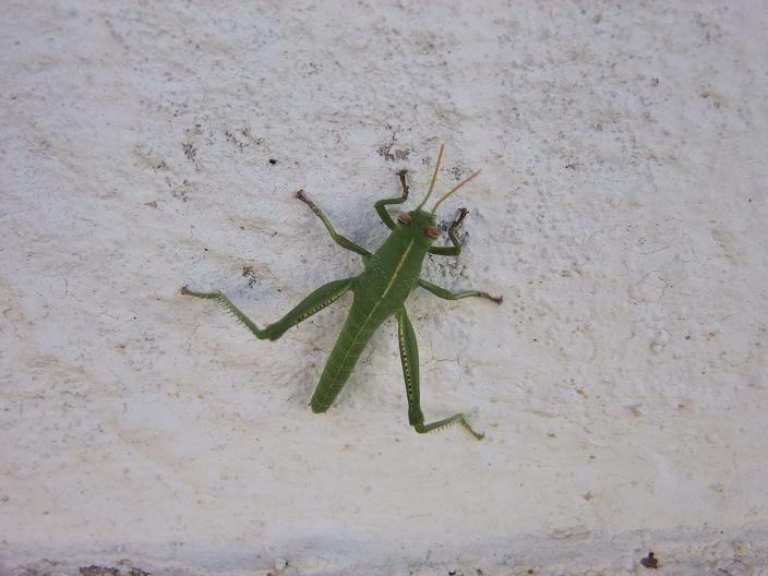 Giovane cavalletta verde - Aiolopus sp.